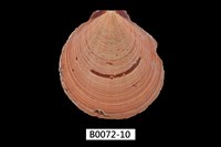 藏品(臺灣日月蛤)的圖片